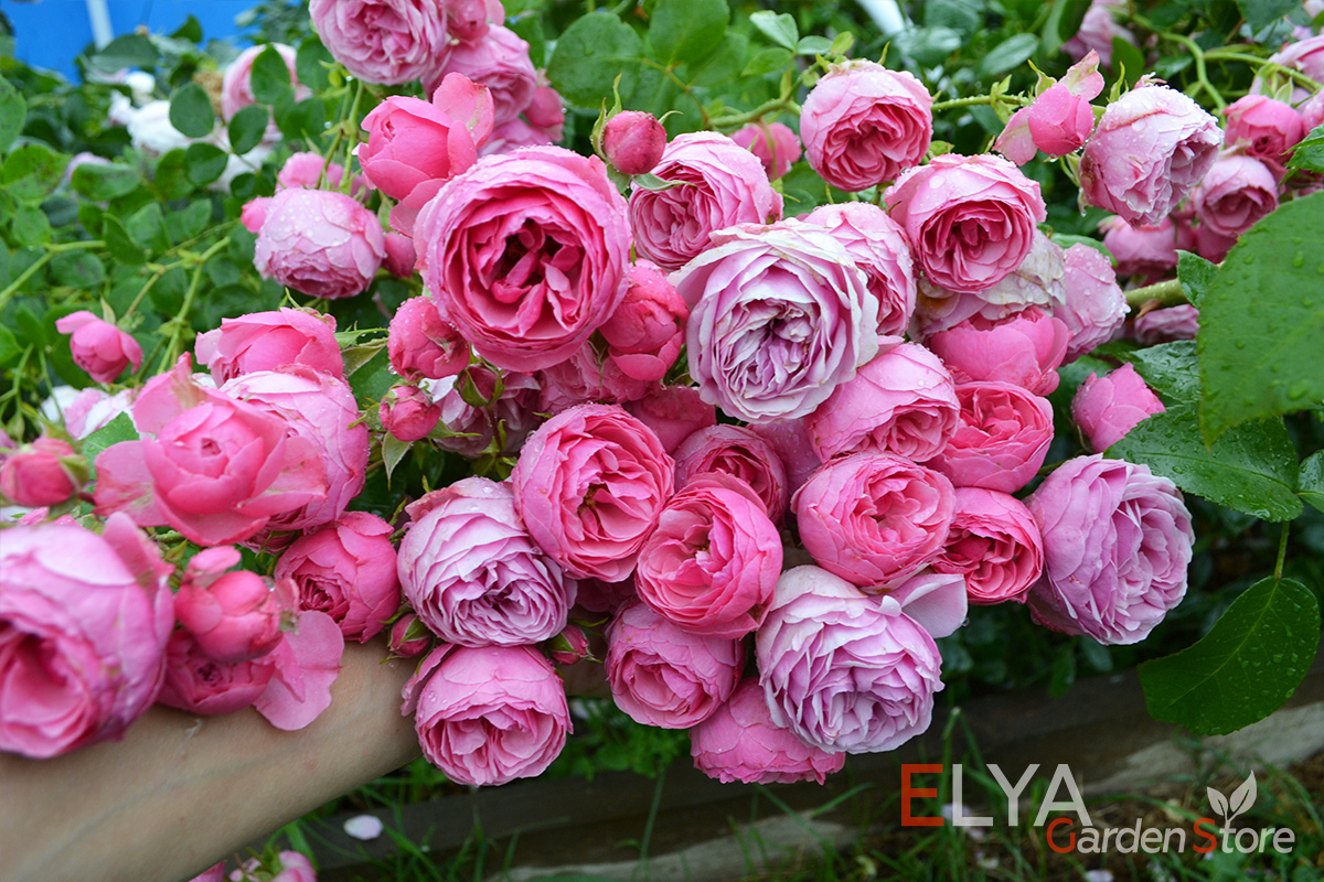 Саженец розы Помпонелла - невероятно обильное цветение цветами-помпонами - фото питомника саженцев Elya Garden