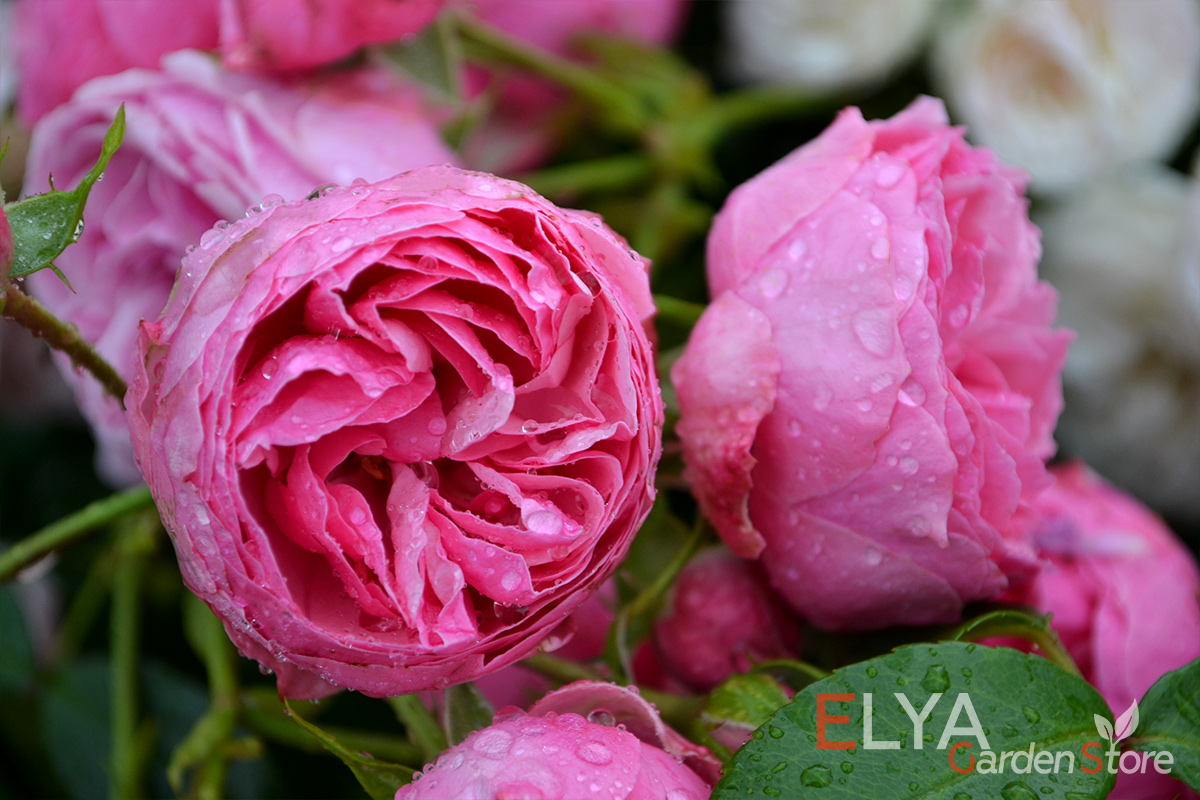 Цветение розы Помпонелла - фото питомника саженцев Elya Garden