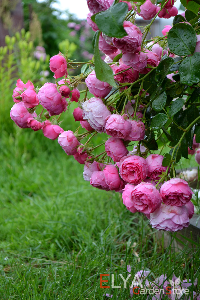 Под тяжестью соцветий побеги розы Помпонелла склоняются к земле - фото магазина Elya Garden
