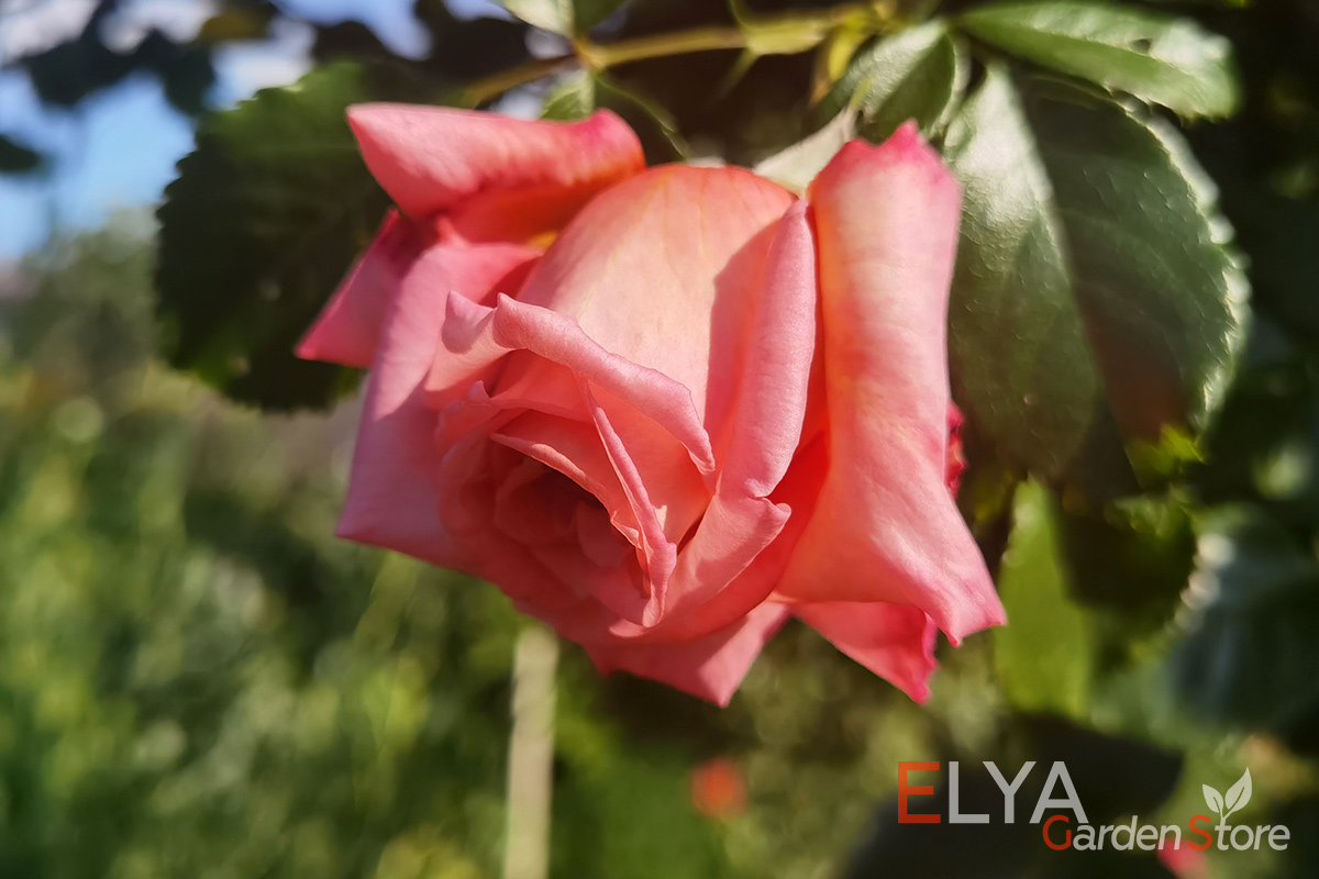 Цветы розы Барок - молодые нежного лососевого оттенка - фотография магазина саженцев Elya Garden