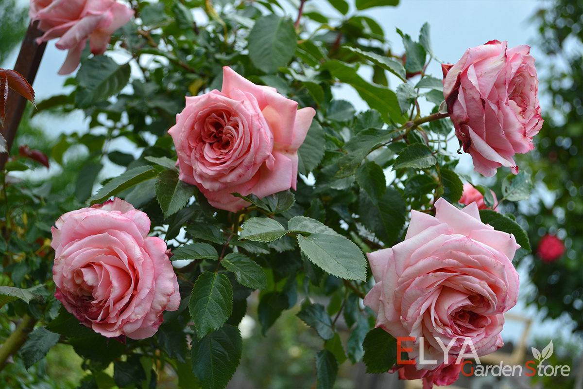 Саженцы розы Барок с бесплатной доставкой в магазине Elya Garden - фото