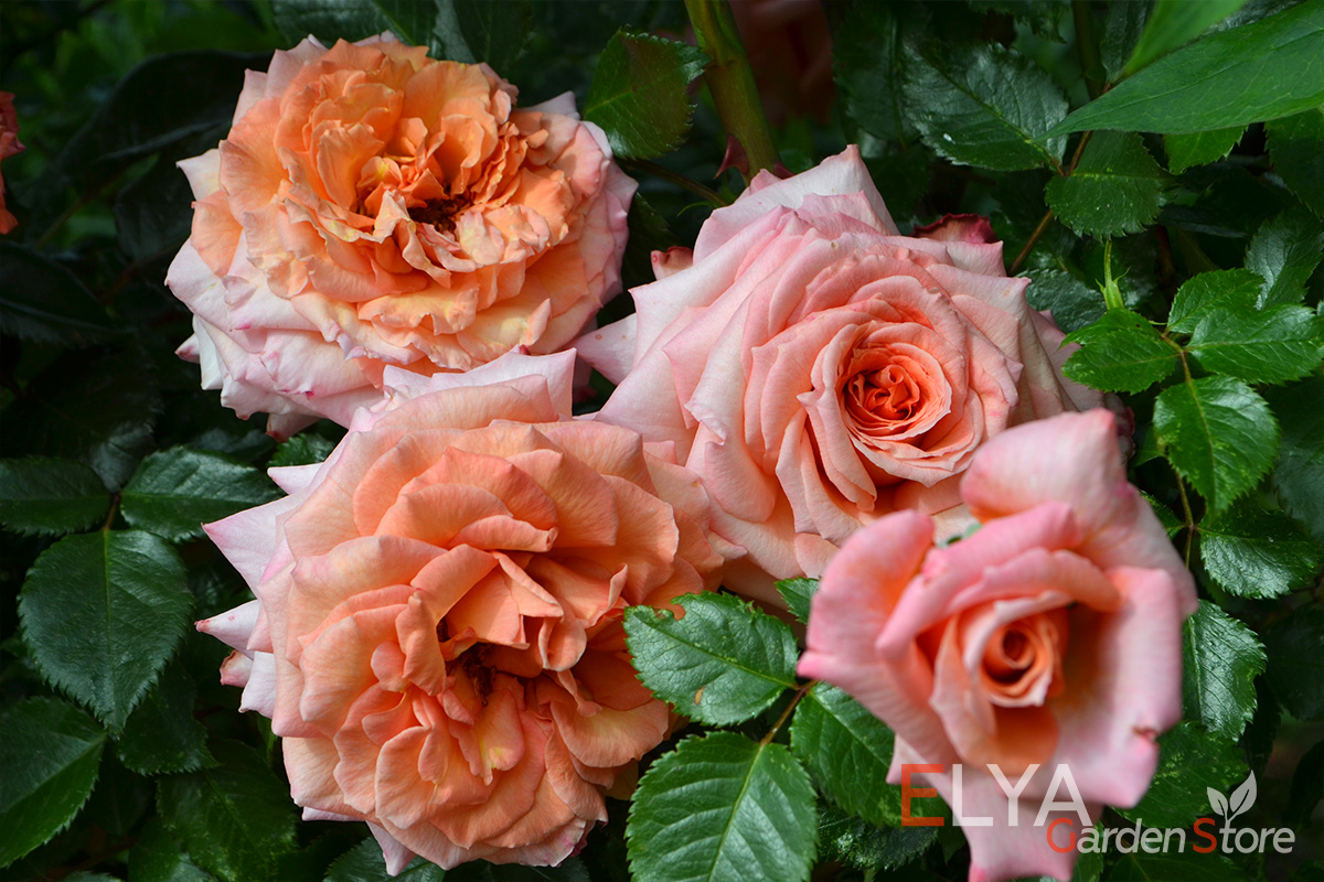 Роза Барок - настоящее украшение сада! Большие махровые цветы широкой цветовой гаммы, обильное цветение - фото питомника саженцев Elya Garden