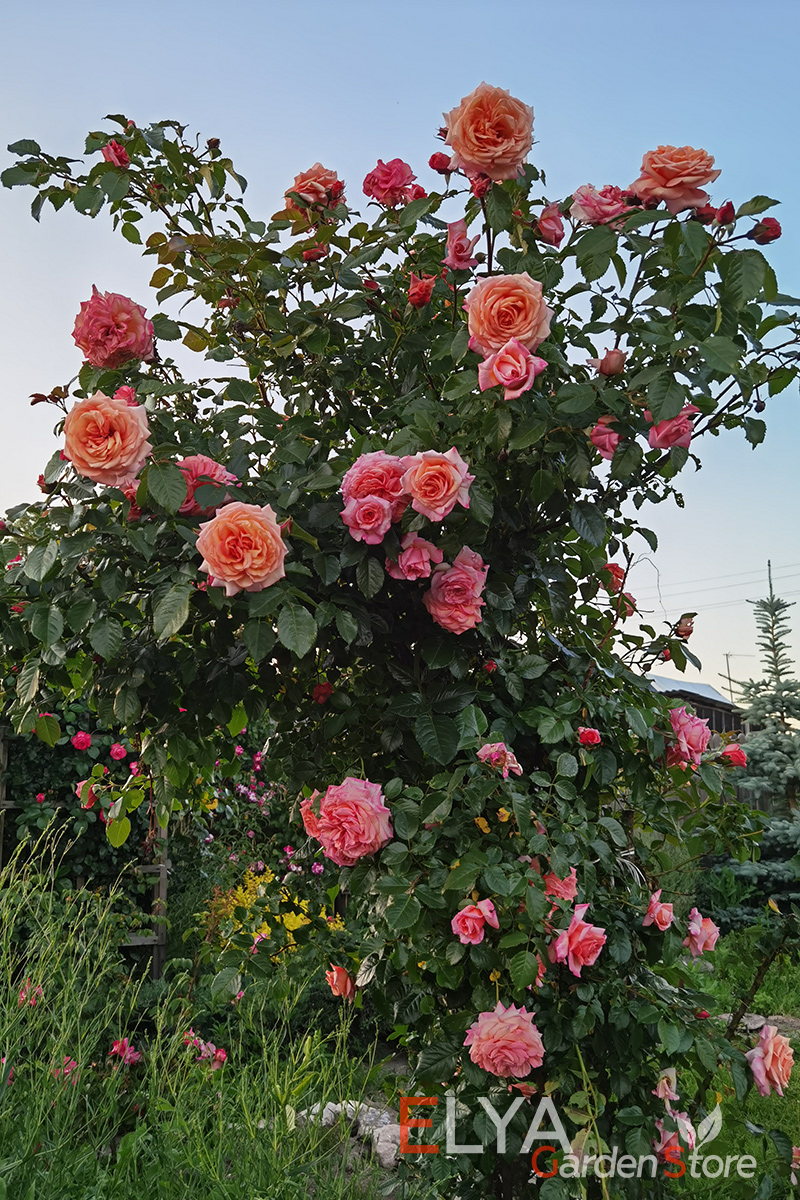 Саженцы плетистой розы Барок - великолепный сорт, обильное продолжительное цветение, устойчивость к заболеваниям - фотография