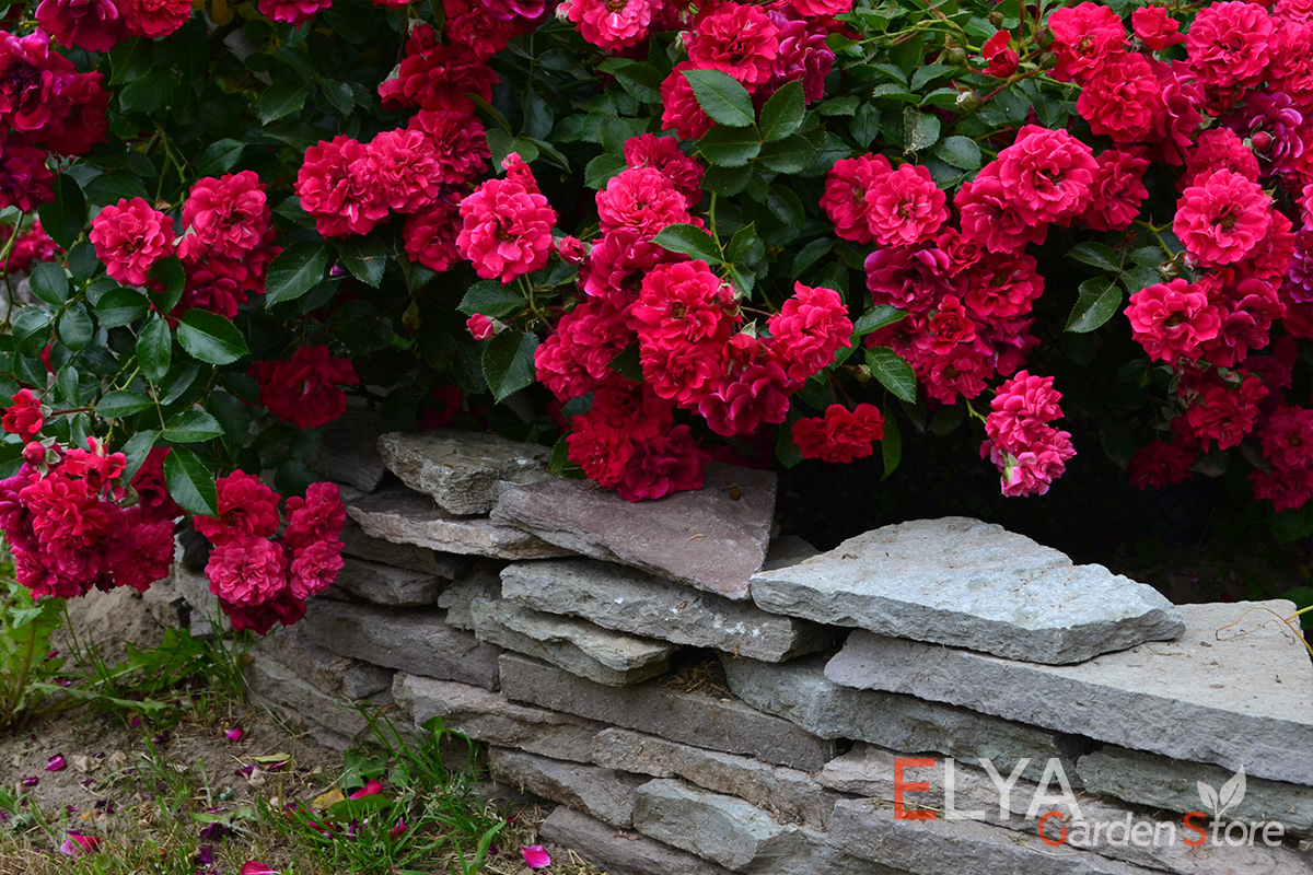Роза Хэллоу - шраб с потрясающе ярким цветением в красных тонах - фото питомника саженцев Elya Garden
