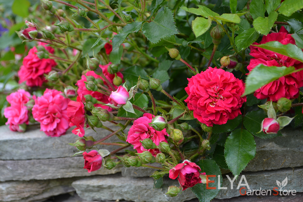 Саженец розы Хэллоу, корнесобственный с закрытой корневой системой - фото питомника Elya Garden