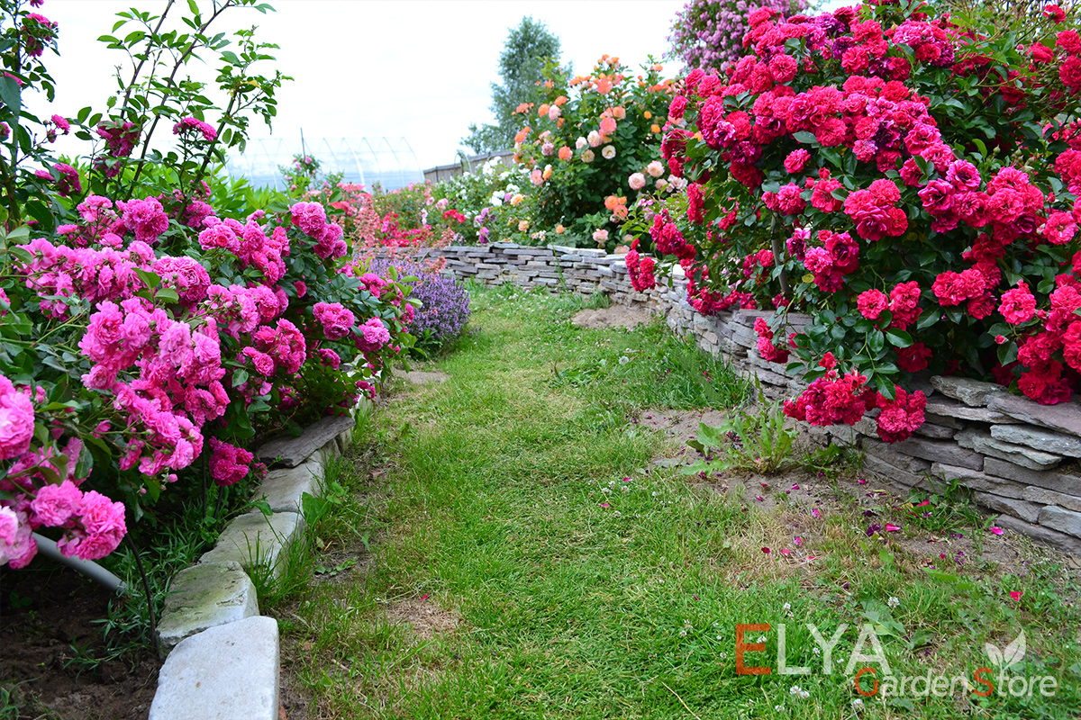 Роза Хеллоу отлично подходит для посадки вдоль бордюров и дорожек - фото питомника саженцев Elya Garden 