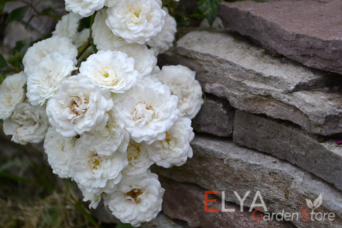 Саженец розы Альба Мейяндекор - великолепный обильноцветущий сорт с почти чисто белыми лепестками и желтоватой серединкой - фото магазина Elya Garden
