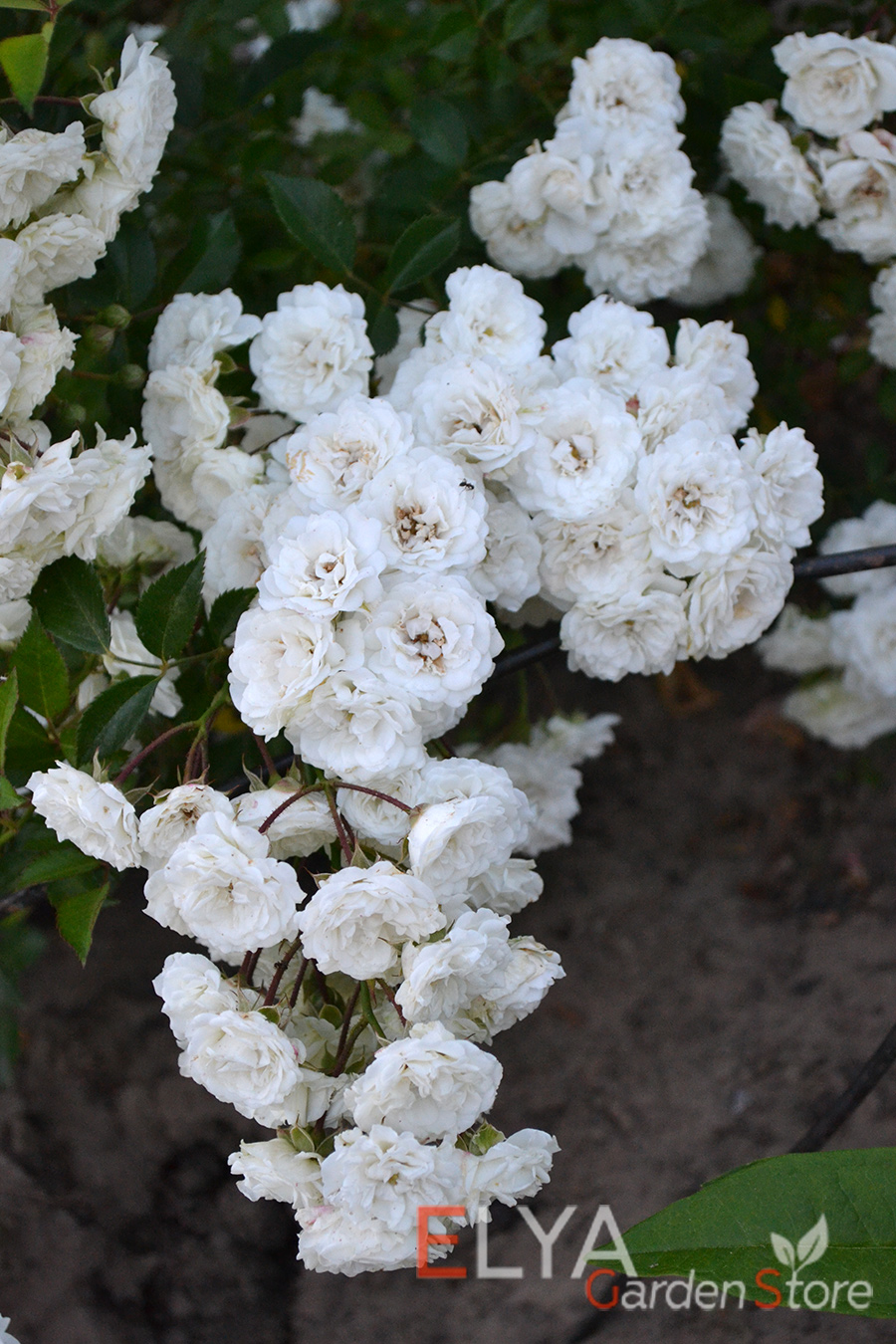Цветение розы Альба Мейяндекор - это настоящее белое облако из небольших махровых розочек - фото питомника саженцев Elya Garden