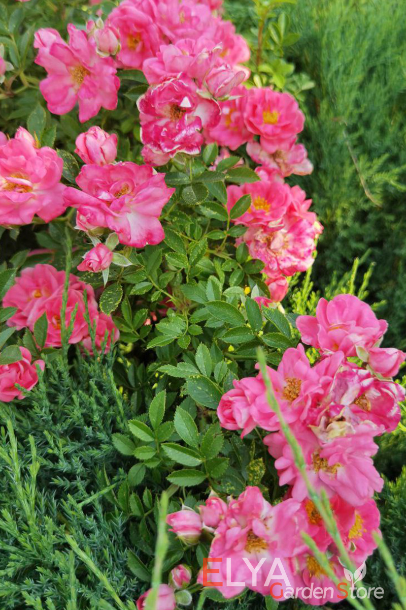 В жаркую погоду цветы розы Ферди становятся намного более светлыми - фото питомника саженцев Elya Garden