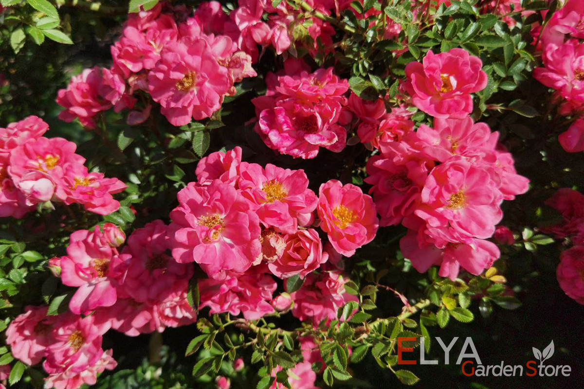 Саженец розы Ферди - кораллово-розовые полумахровые цветы почти полностью скрывают куст - фото магазина Elya Garden