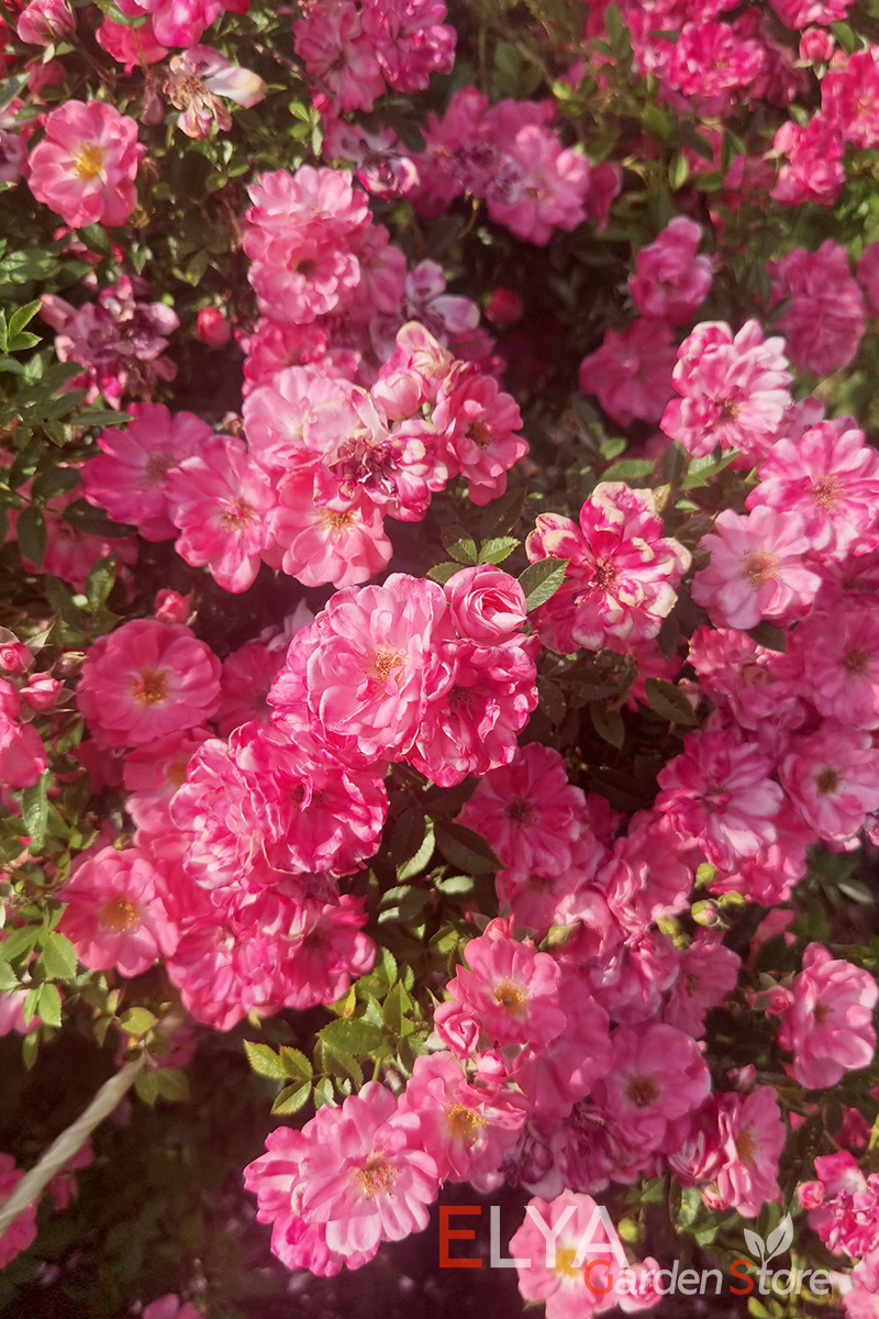 Полумахровые некрупные цветы розы Ферди покрывают побеги почти по всей длине - фото питомника саженцев Elya Garden