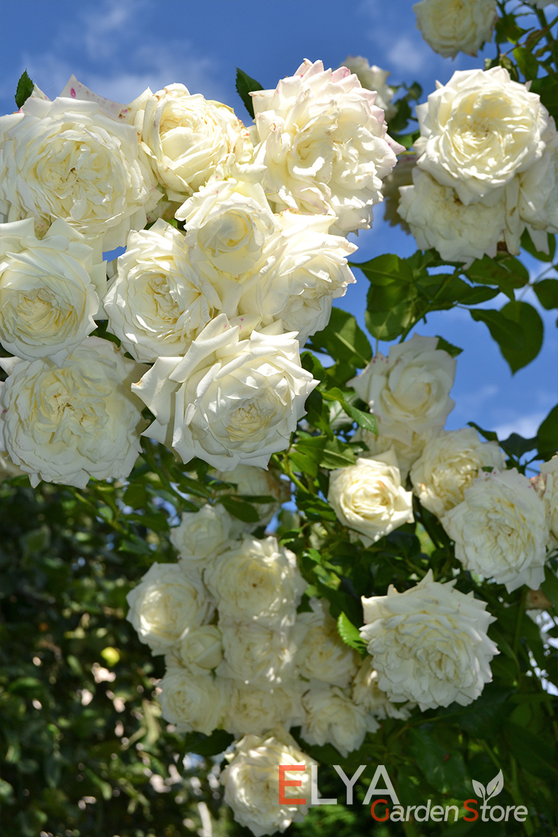 Саженец розы Аляска - великолепный махровый сорт с продолжительным и обильным цветением - фото питомника Elya Garden