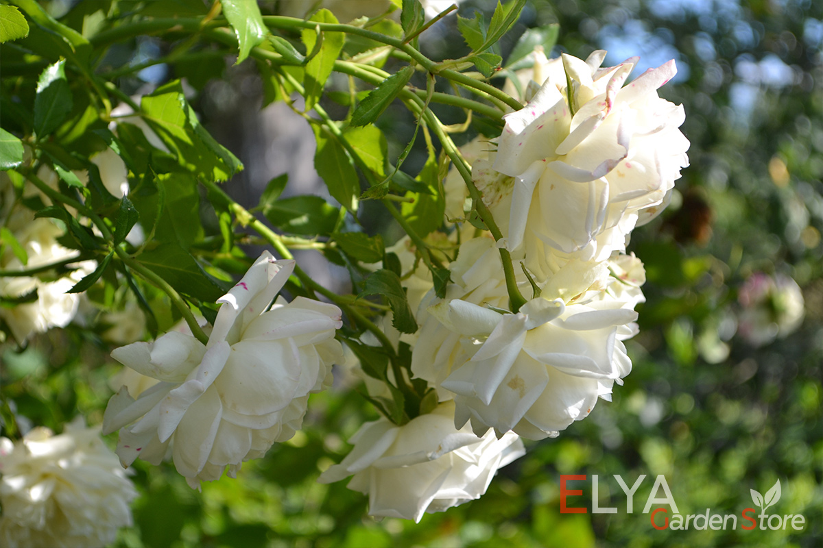Цветение розы Аляска - идеальное сочетание привлекательной формы распустившихся бутонов - фото магазина саженцев Elya Garden