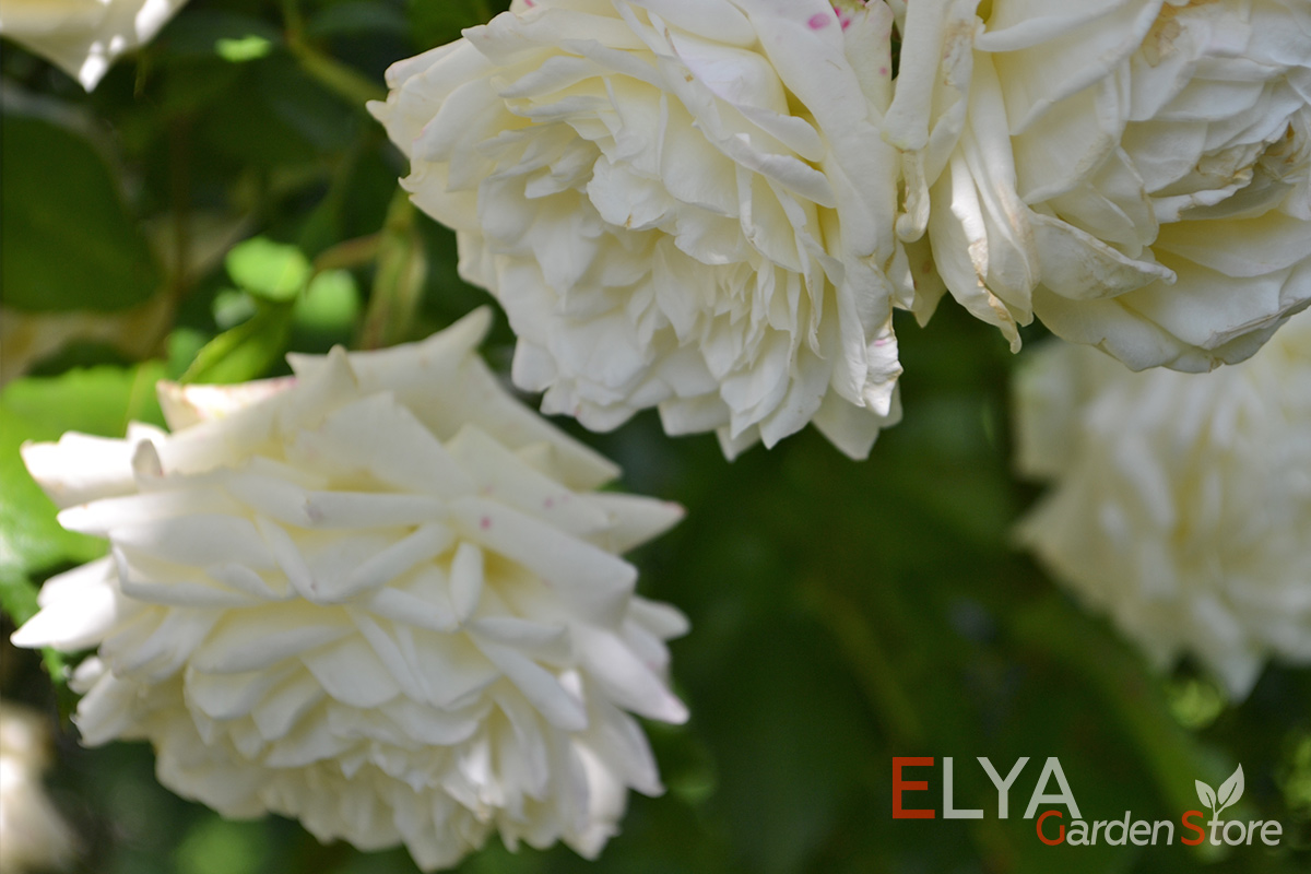 Цветок плетистой розы Аляска плотный, с большим количеством лепестков, интеречной формы, напоминающей классические сорта - фото питомника саженцев Elya Garden