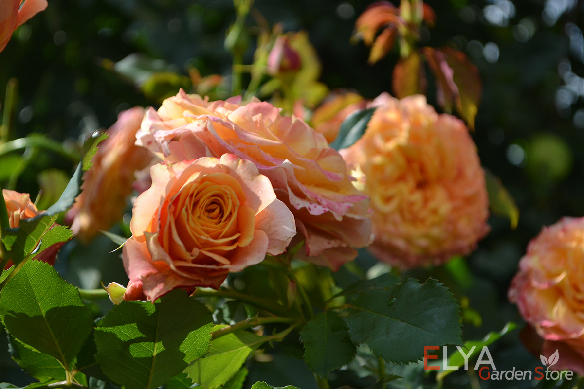 Роза Ла Вилла Котта - отличный сорт в персиковой расцветке, который порадует потрясающим цветением - фото магазина Elya Garden