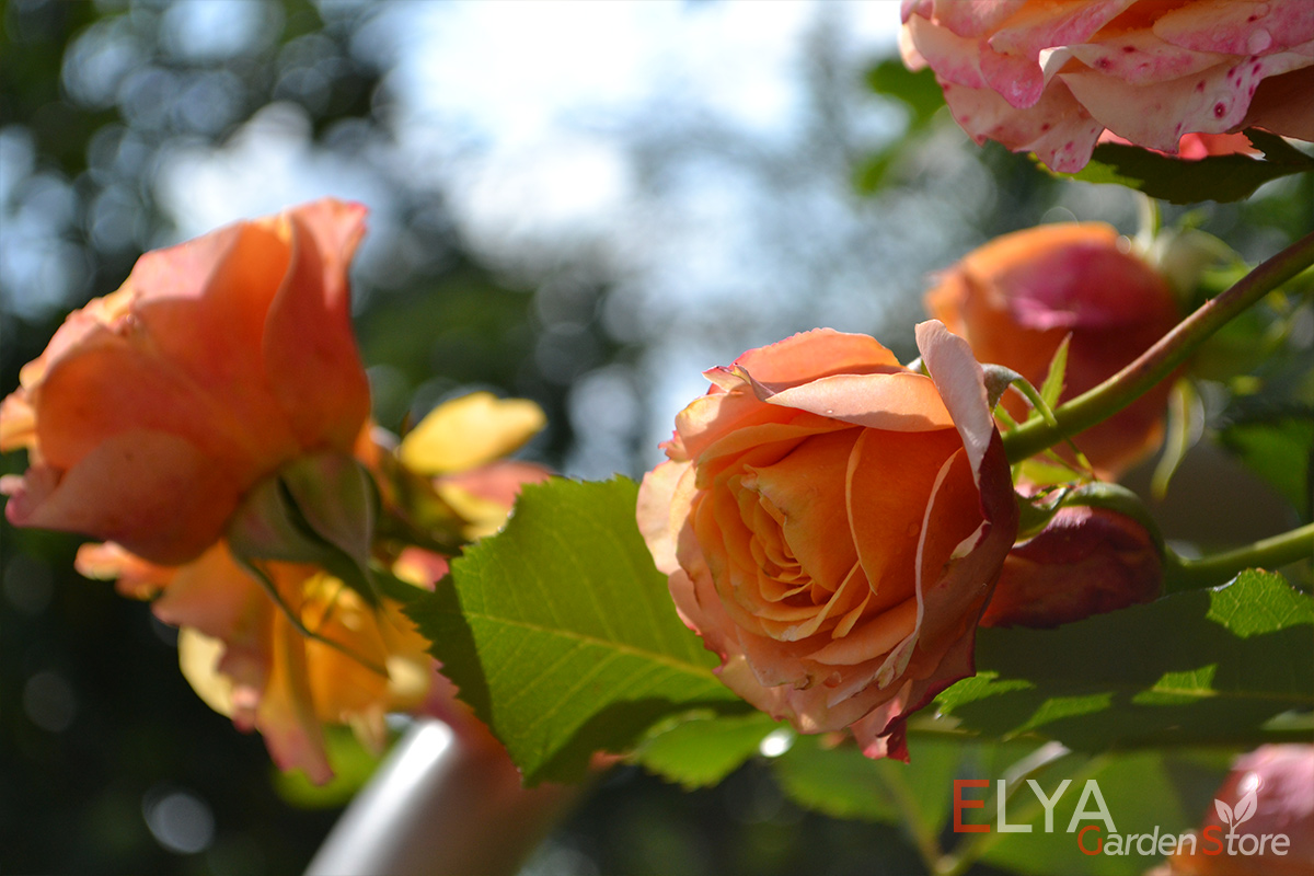 Саженец розы ла Вилла Котта, корнесобственный, с закрытой корневой. Бесплатная доставка в магазине Elya Garden - фотография