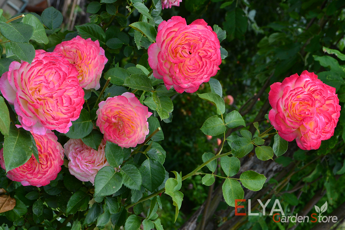 Саженец розы Юбилей Кордеса - великолепный яркий сорт с крупными цветами и потрясающим ароматом - фотография питомника Elya Garden