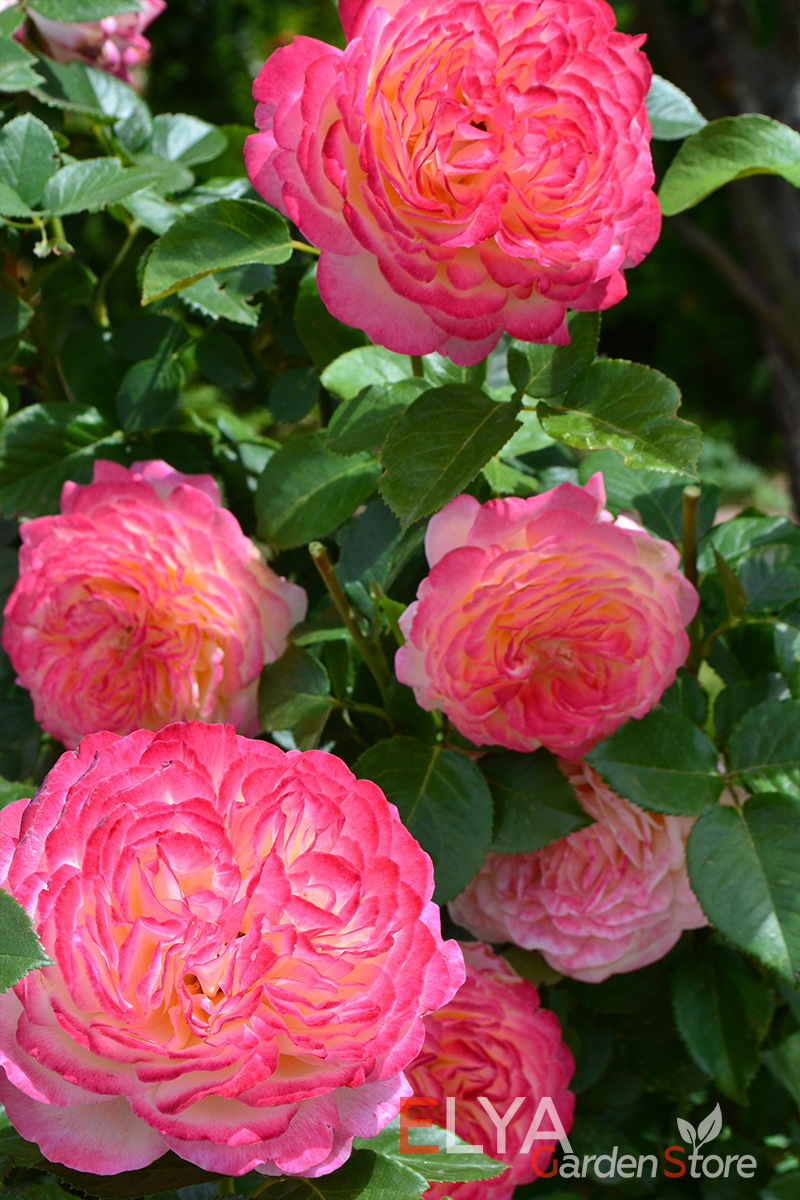Роза Юбилей Кордеса - невероятное сочетание малиновых, вишневых, желтых и оранжевых теплых тонов на лепестках больших махровых роз - фото питомника Elya Garden