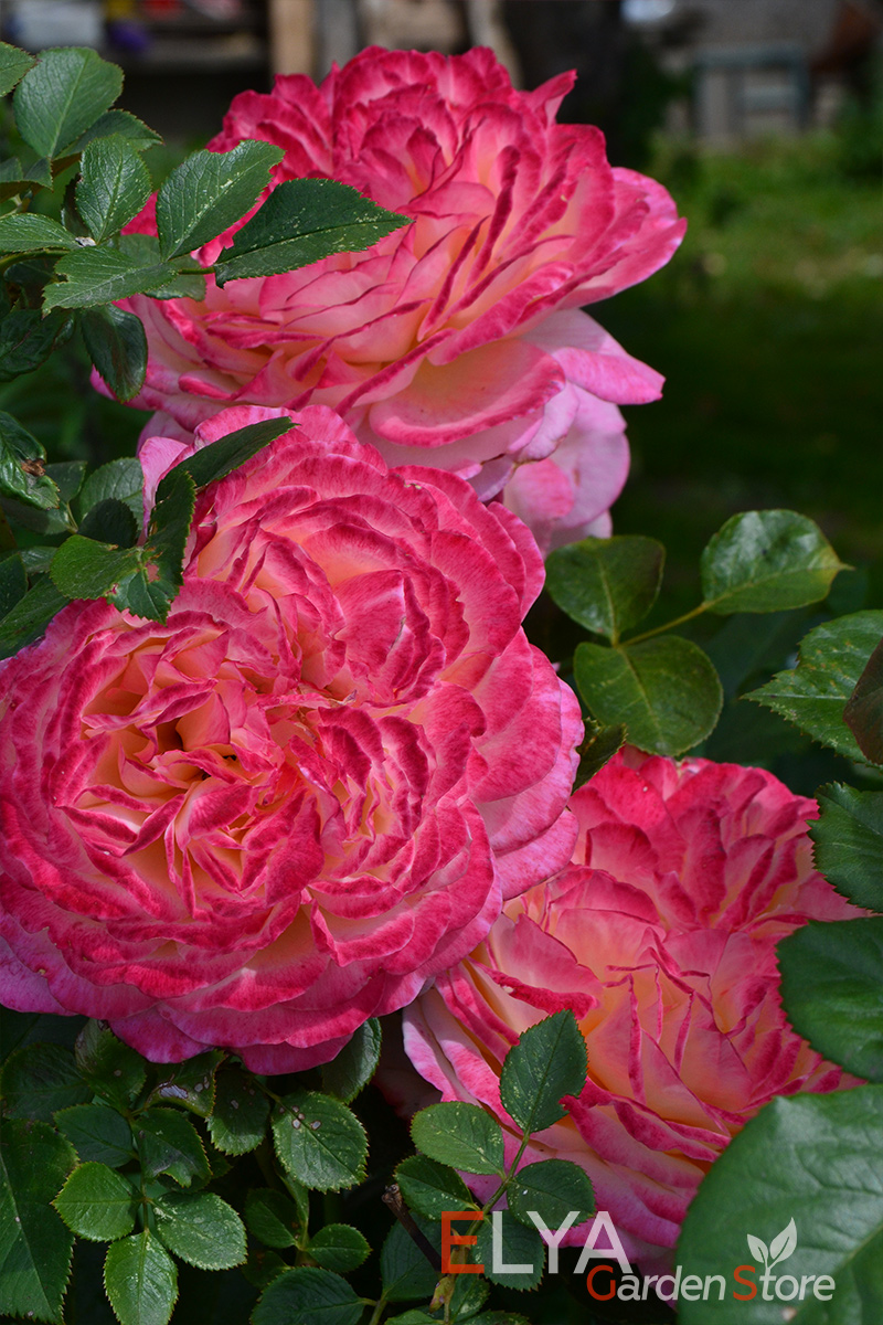 Цветы розы Юбилей Кордеса в прохладную погоду становятся густо-малиновыми, почти вишневыми - фото питомника саженцев Elya Garden