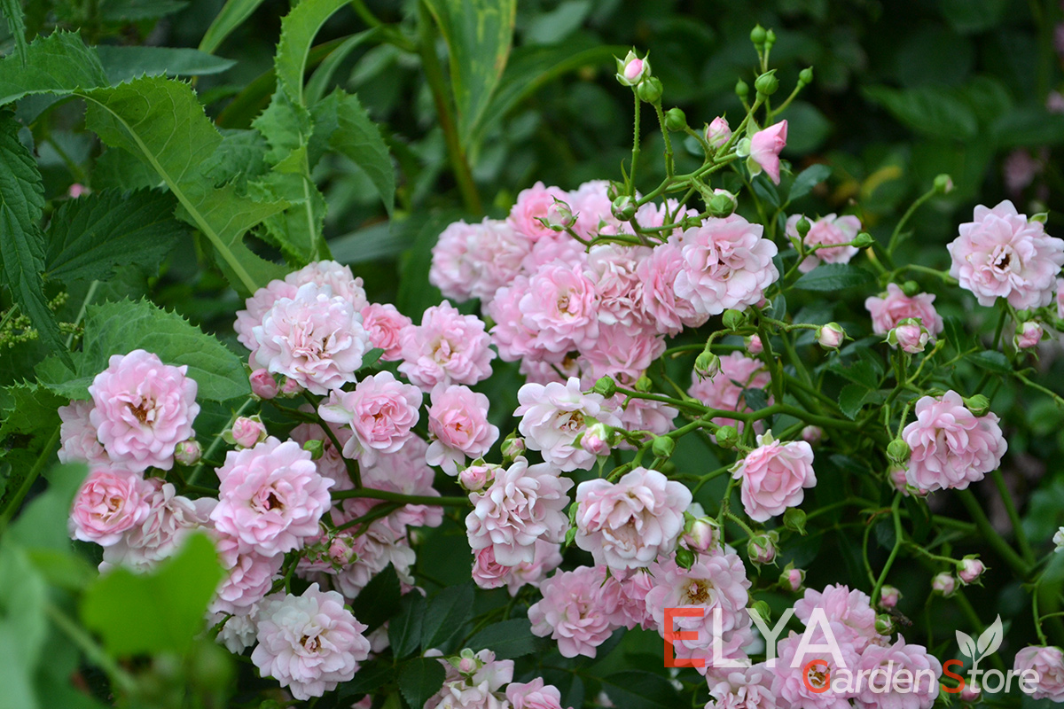 Саженец почвопокровной розы Фери - обязательно подарит вам великолепное пышное цветение - фото магазина Elya Garden