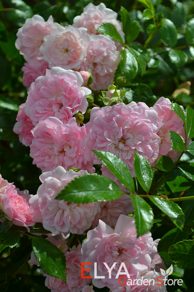 Роза Фейри - потрясающая нежная расцветка на лепестках небольших махровых розочек - саженцы в магазине Elya Garden