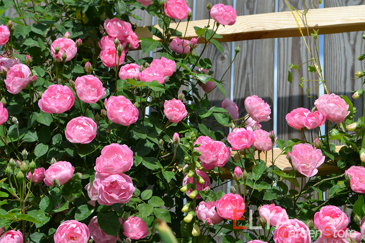 Роза Раубриттер - великолепный обильноцветущий сорт с удивительным сочетанием классической чашеобразной формой цветов, шелковой расцветки и яркого аромата - фото питомника саженцев Elya Garden