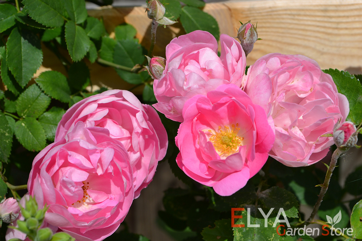 Полумахровые цветы розы Раубриттер никогда не раскрываются полностью - фото магазина саженцев Elya Garden