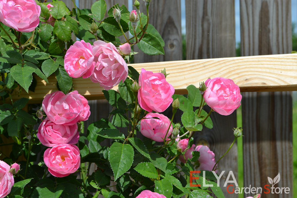 В солнечную погоду лепестки розы Раубриттер отражают так много света, что кажутся шелковыми - фото магазина Elya Garden