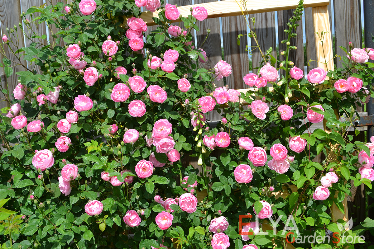 Взрослый куст розы Раубриттер достаточно раскидист и требует дополнительной опоры - фото питомника Elya Garden