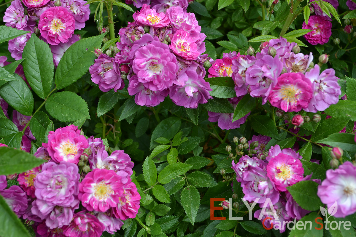 Саженец розы Перенниаль Блю в магазине Elya Garden - плетистая роза с потрясающе обильным цветением - фото 