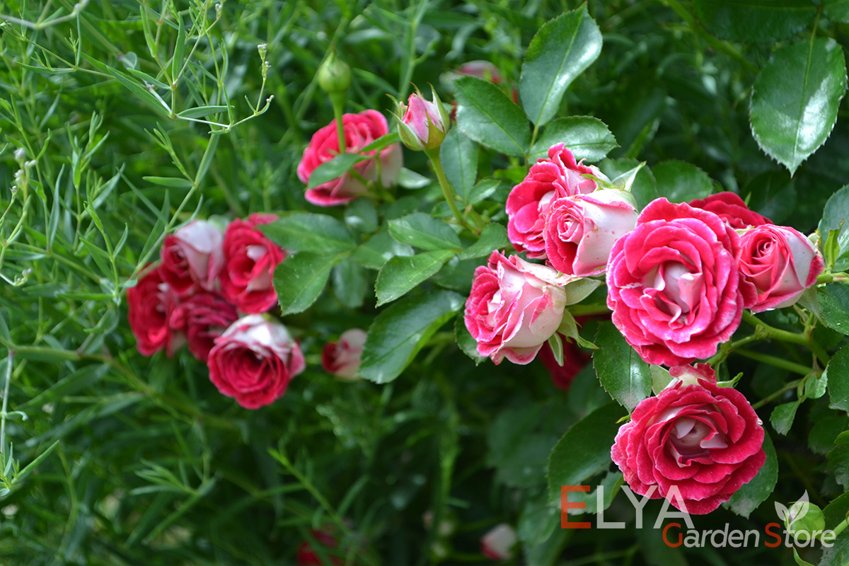 Роза Шон Коблензерин - неприхотлива, цветет обильно в две волны - фото