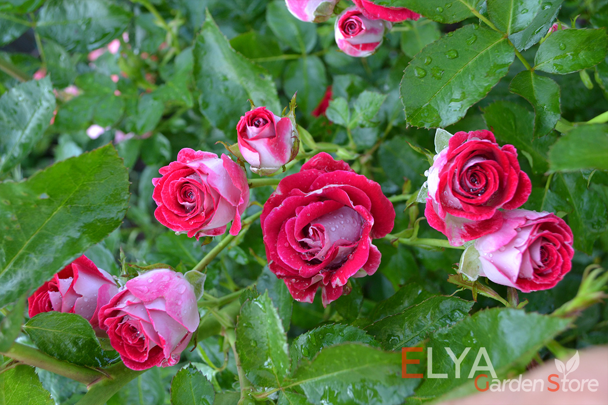 Роза Шон Коблензерин - потрясающе обильное цветение - фото