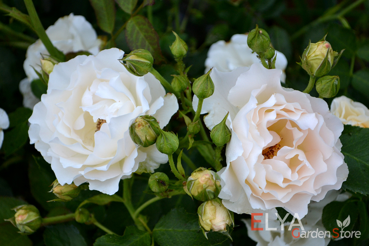Роза Рококо - настоящая ностальгическая роза с очень изящным и обильным цветением - фото питомника саженцев Elya Garden