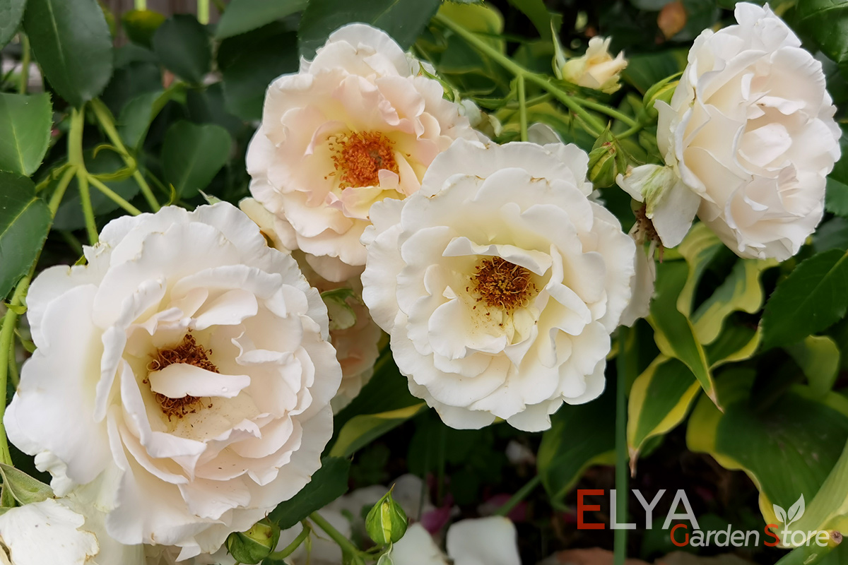 Роза Рококо - необыкновенно мягкие пастельные оттенки в сочетании с тонким ароматом - фотография магазина саженцев Elya Garden