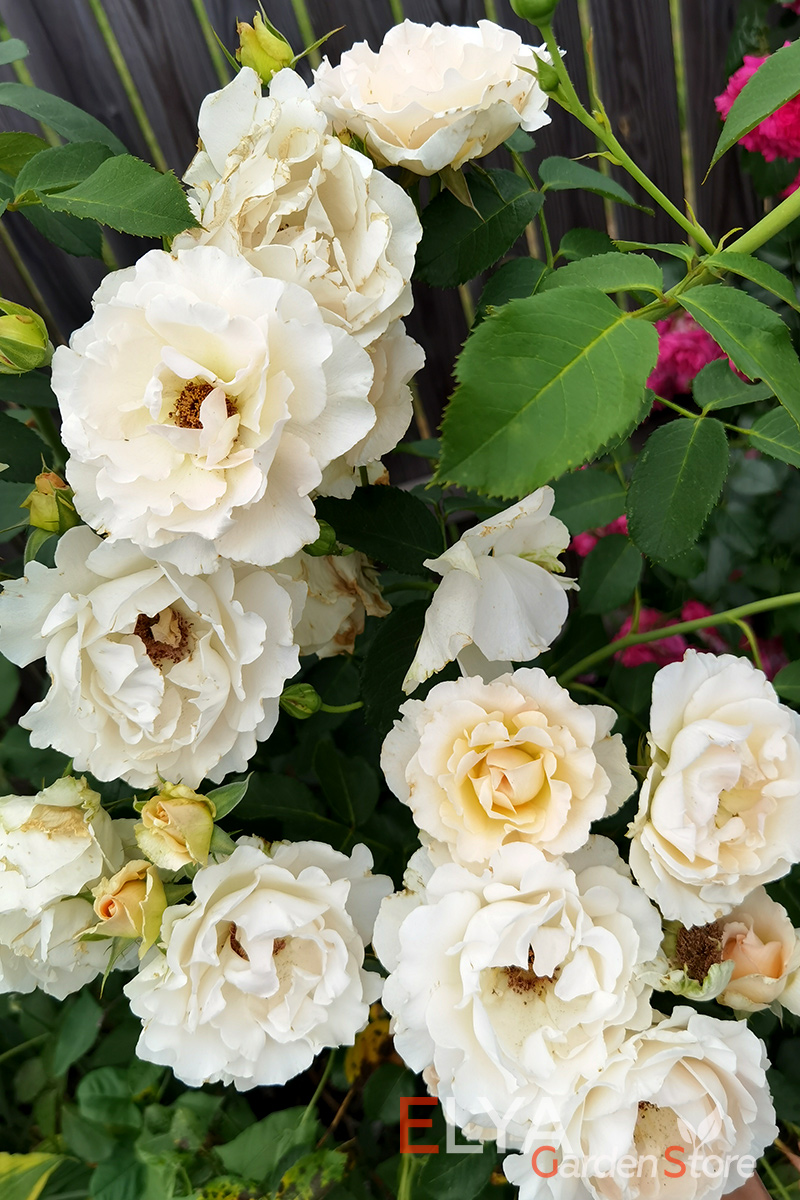 Рококо - интересная роза с очень обильным цветением, хорошо зимует, проста в уходе - фото магазина саженцев Elya Garden