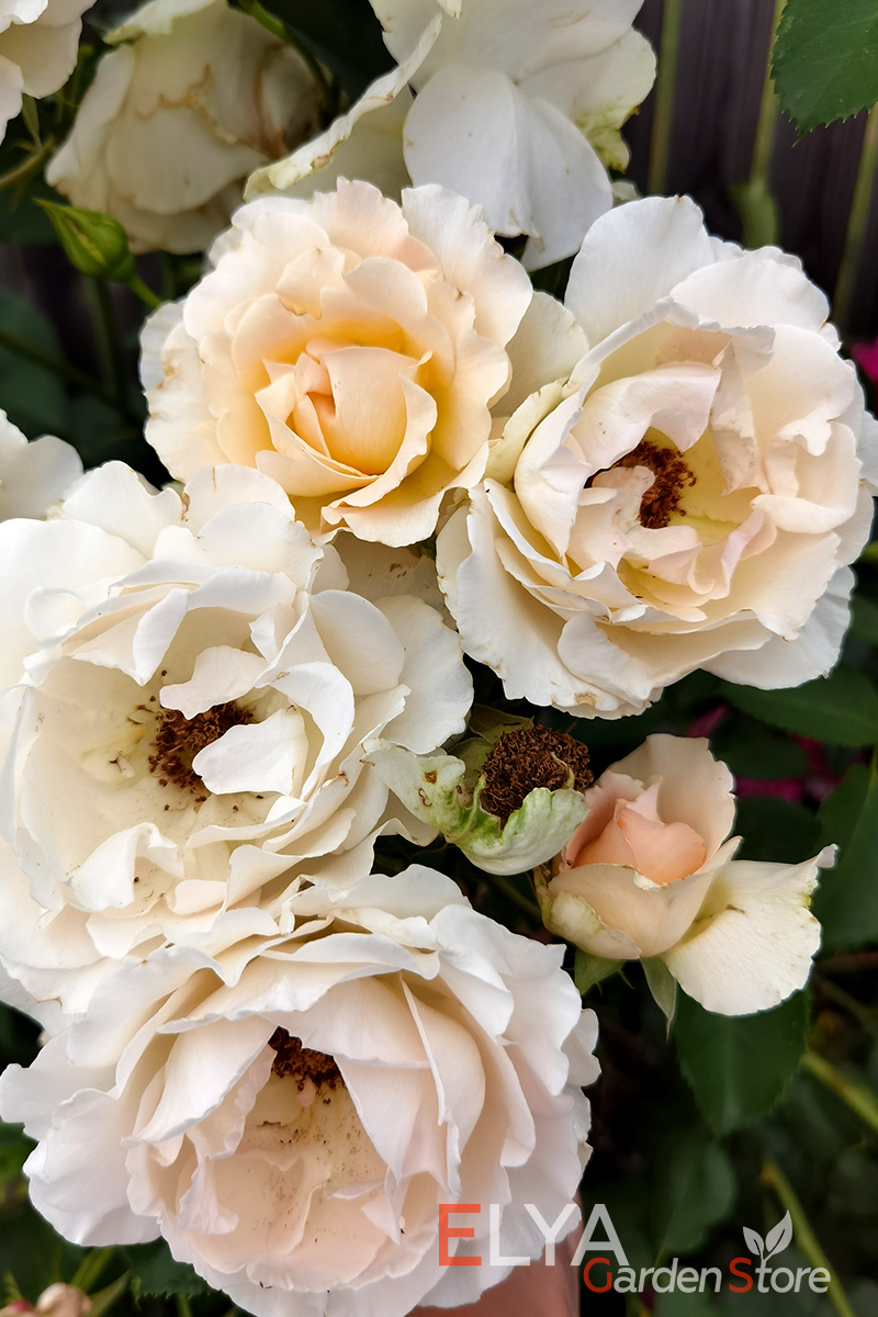 Саженец розы Рококо, корнесобственный, с закрытой корневой системой - фотография питомника Elya Garden