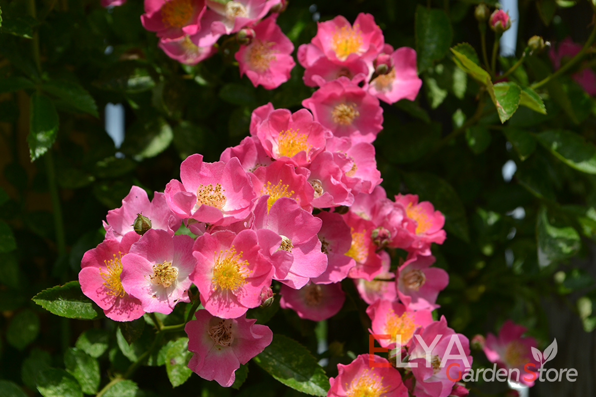 Саженец розы Мария Лиза - интересный мускусный гибрид. Цветет очень обильно небольшими простыми цветами - фото магазина Elya Garden