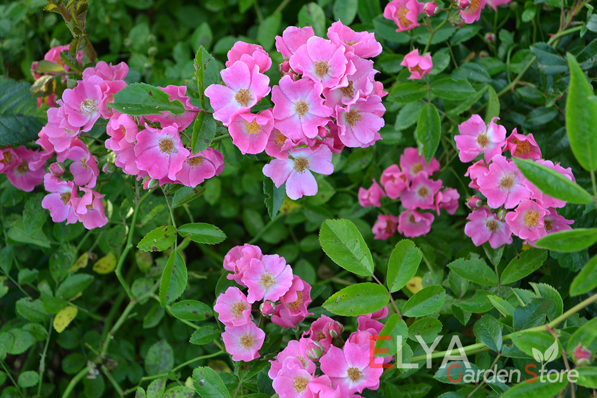 В пасмурную погоду цветы Мария Лиза кажутся совсем другими - фото магазина Elya Garden