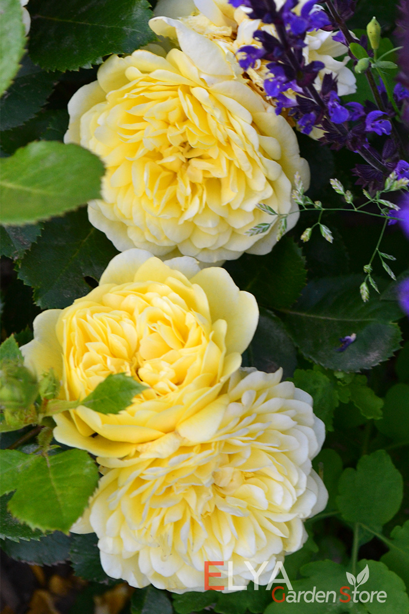 Анни Дюперей - великолепная роза с насыщенно-желтой окраской лепесткови потрясающим ароматом - фото питомника саженцев Elya Garden