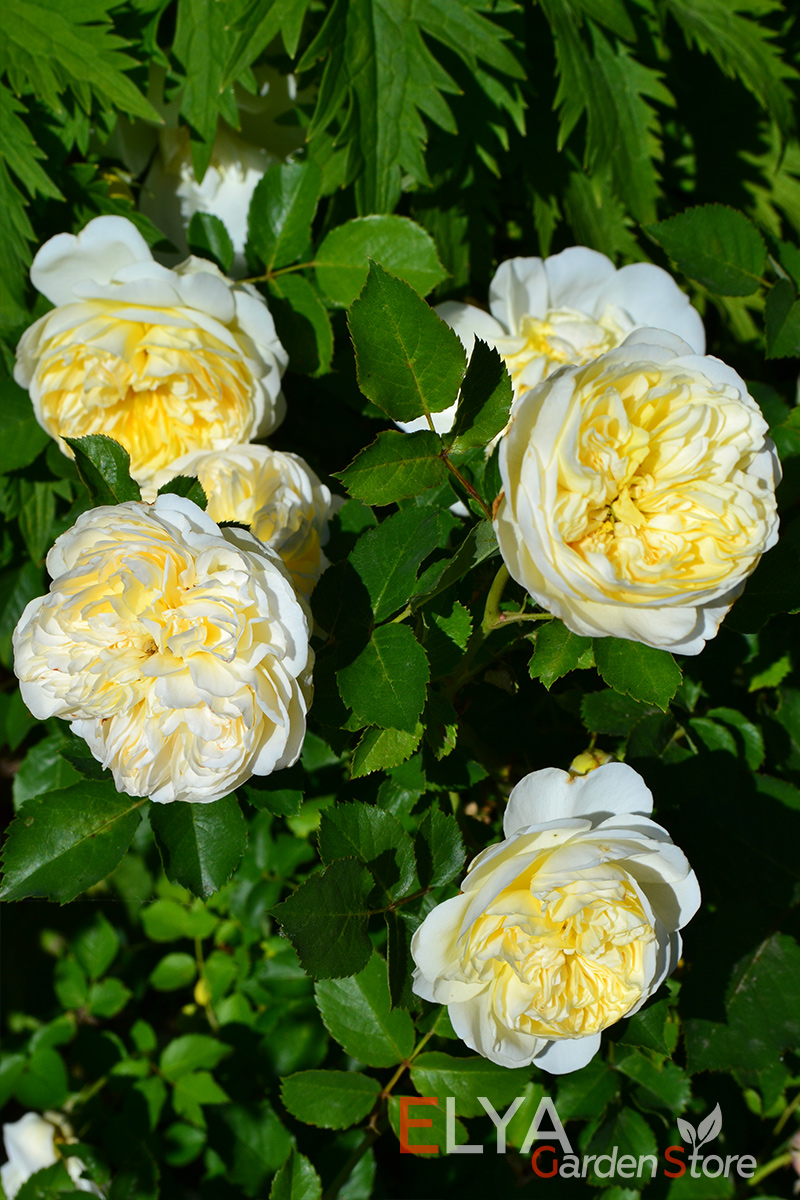 Теплые и нежные краски на лепестках английской розы Пилгрим - фото питомника саженцев Elya Garden 