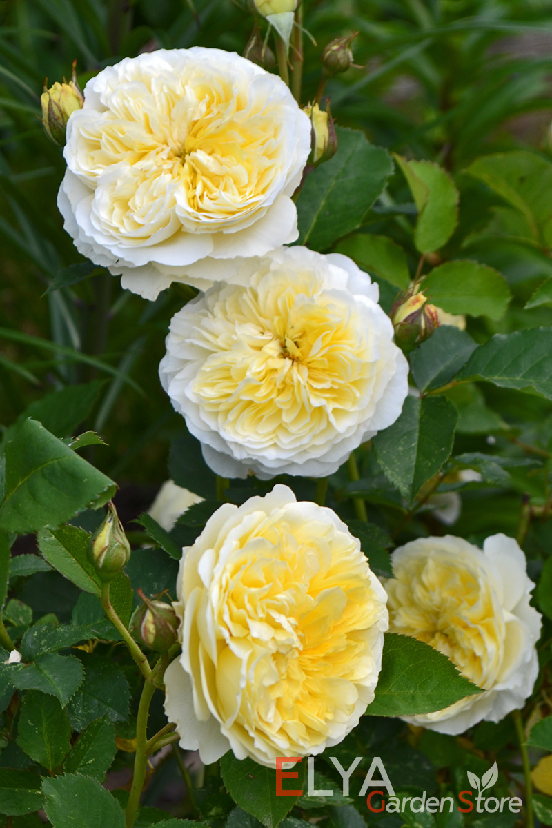 Пилгрим - одна из шедевральных роз Остина, сочетает обильное цветение и интересную расцветку в нежных светло=желтых тонах - фото