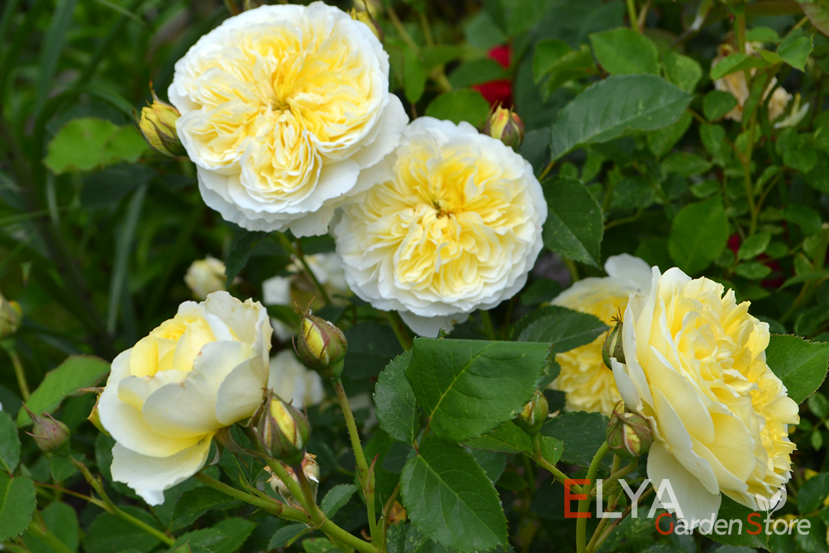 Английская роза Пилгрим - нежные и благородные оттенки на лепестках густомахровых роз - фотография