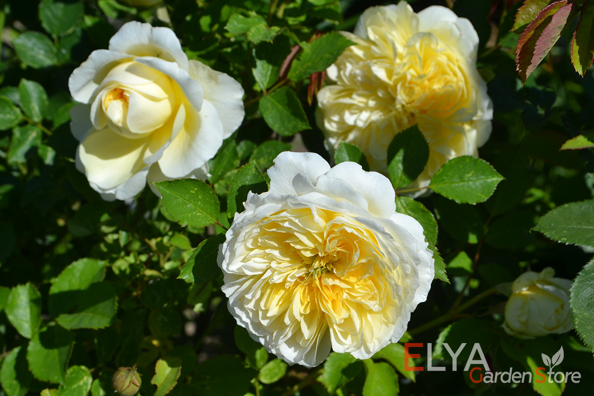 Английская роза от Остин Пилгрим- саженцы в магазине Elya Garden - фото