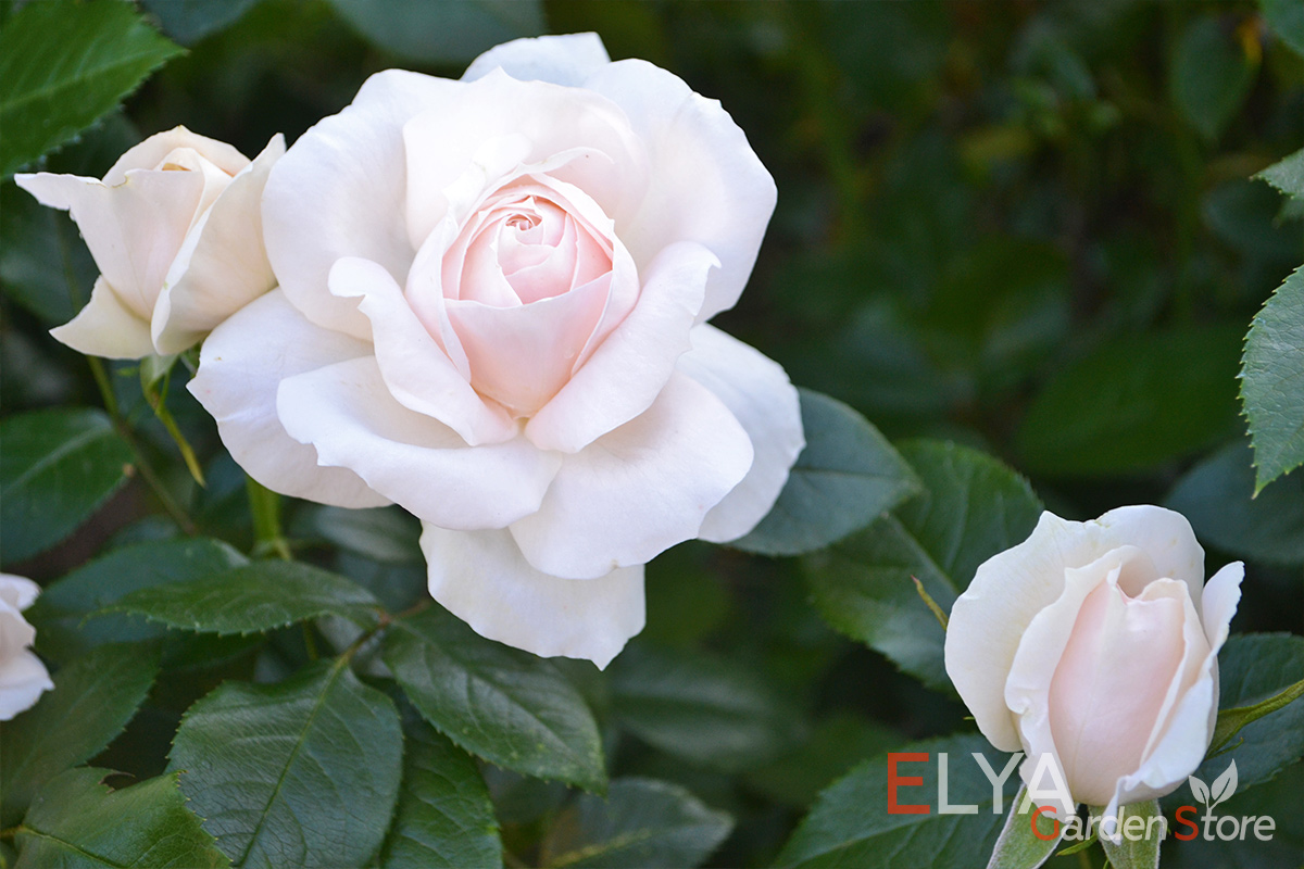 Саженец розы Лионс Роуз - это удивительная игра пастельных оттенков на роза классической формы - фото магазина Elya Garden