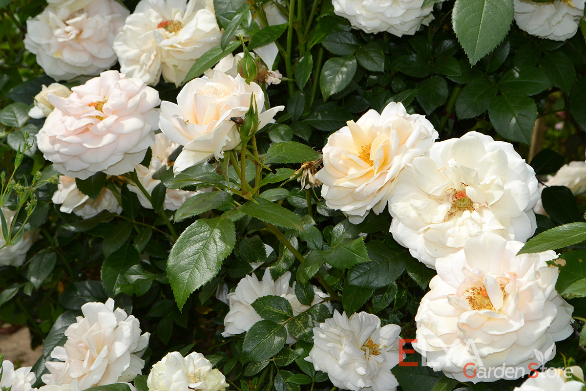 На этом фото - вторая стадия цветения розы Лионс Роуз. Волшебным образом нежные розовые оттенки меняются на нежные кремовые - фото магазина саженцев Elya Garden
