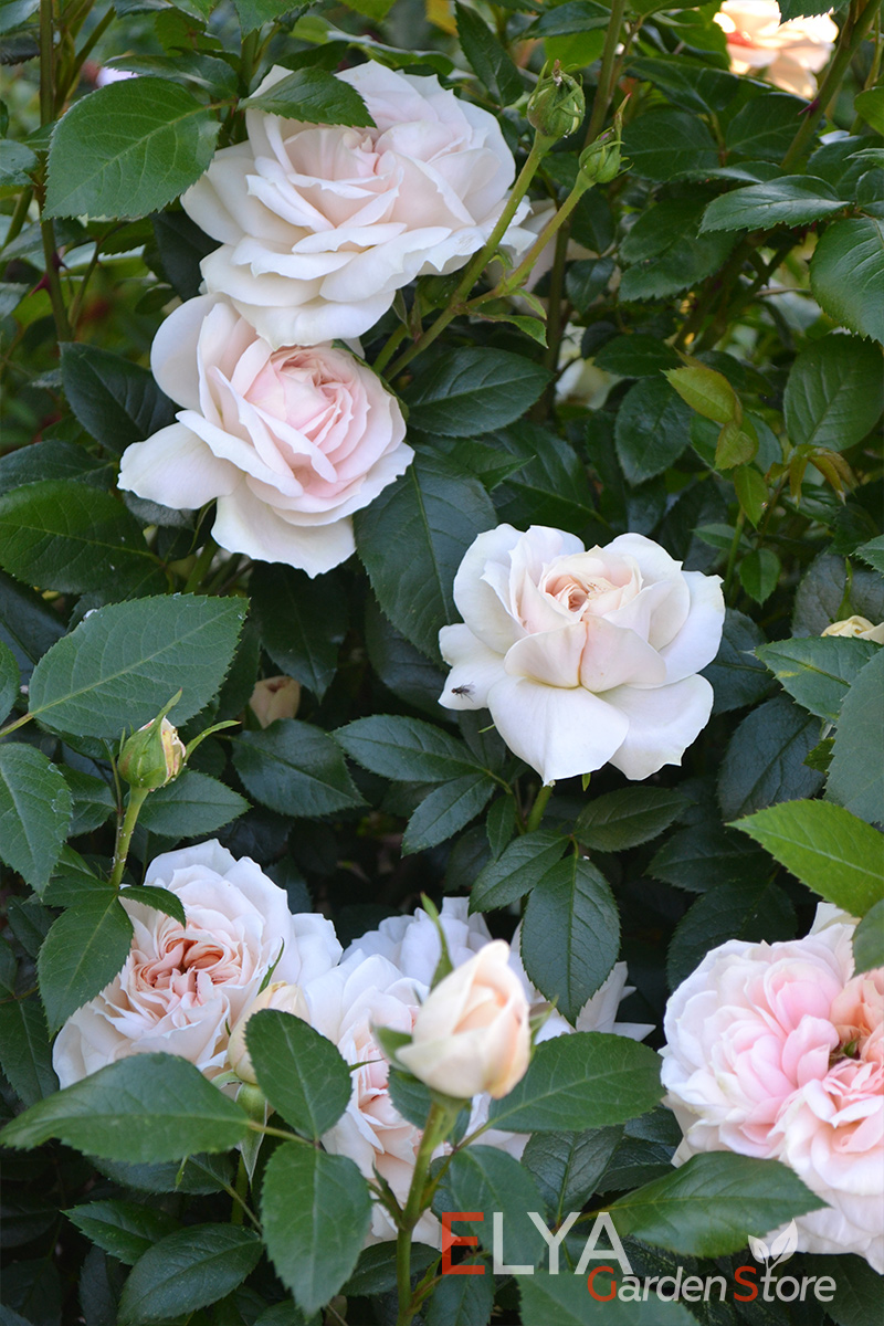 Корнесобственный саженец розы Лионс Роуз с закрытой корневой системой в магазине Elya Garden, доставим бесплатно - фото 