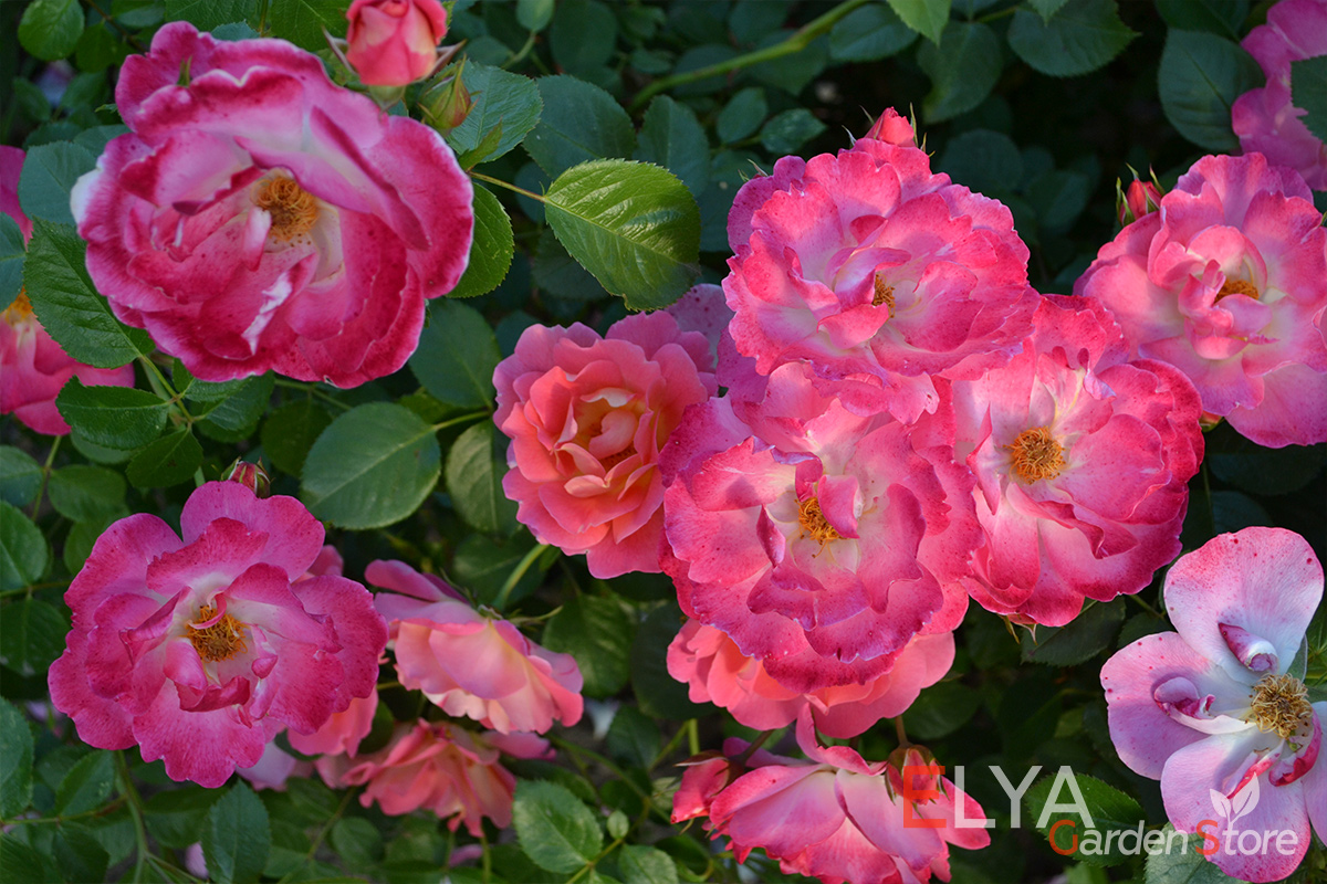 Роза Герцогиня Фредерика - яркий и обильноцветцщий сорт с невероятно широкой палитров оттенков - фото магазина Elya Garden