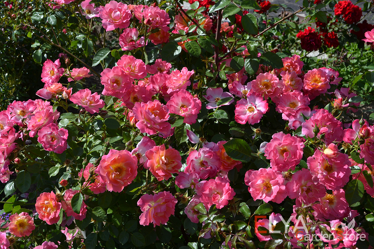 Саженец розы Герцогиня Фредерика - яркий, праздничный сорт с необыкновенно обильным и пышным цветением - фото питомника Elya Garden