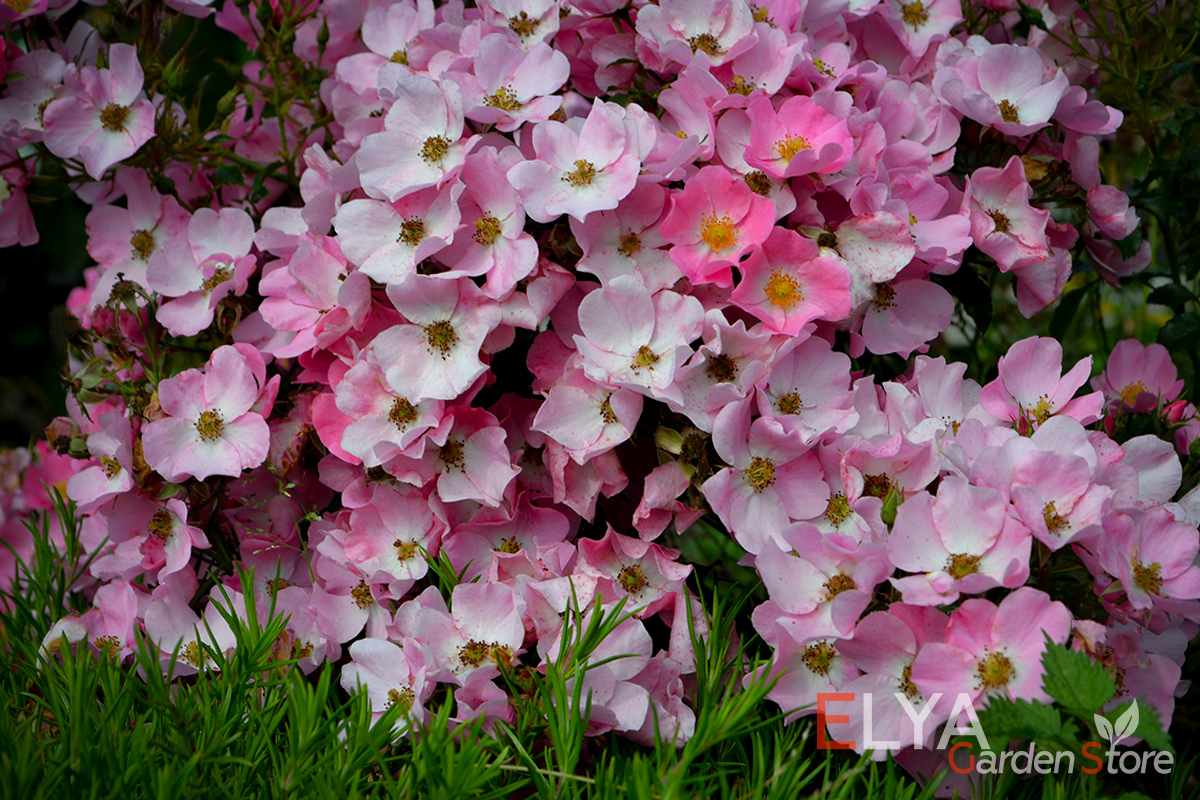 Великолепное цветение розы Фортуна продолжается очень долго - фото питомника саженцев Elya Garden 