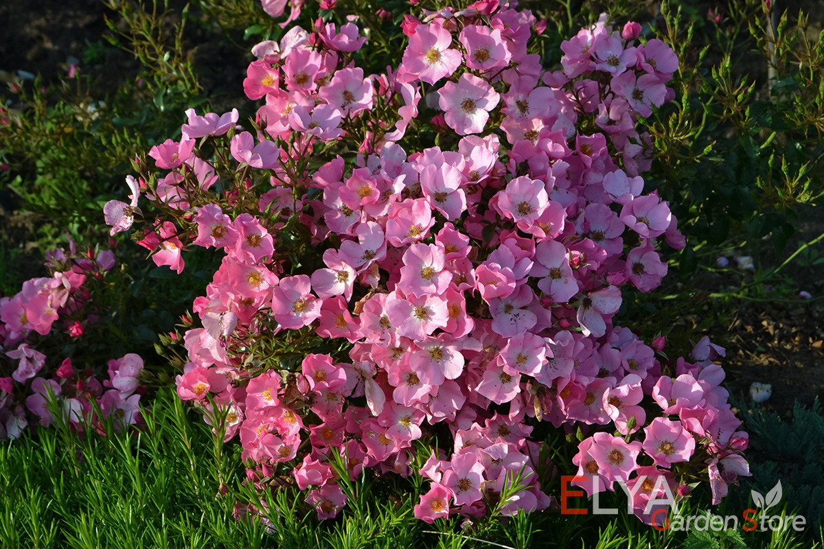 Цветы розы Фортуна простые - 4-8 лепестков, но их так много, что за ними скрывается листва - фото 